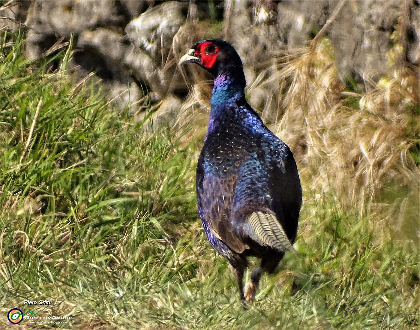 80 Bel fagiano colto sul sentiero con lo zoom.JPG